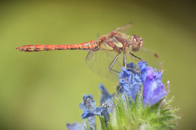 Discover the Wildlife of Southbourne
