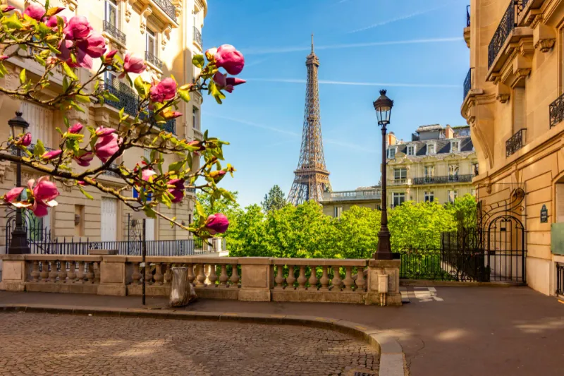 The Eiffel Tower seen from a Paris street lined with magnolia blossom